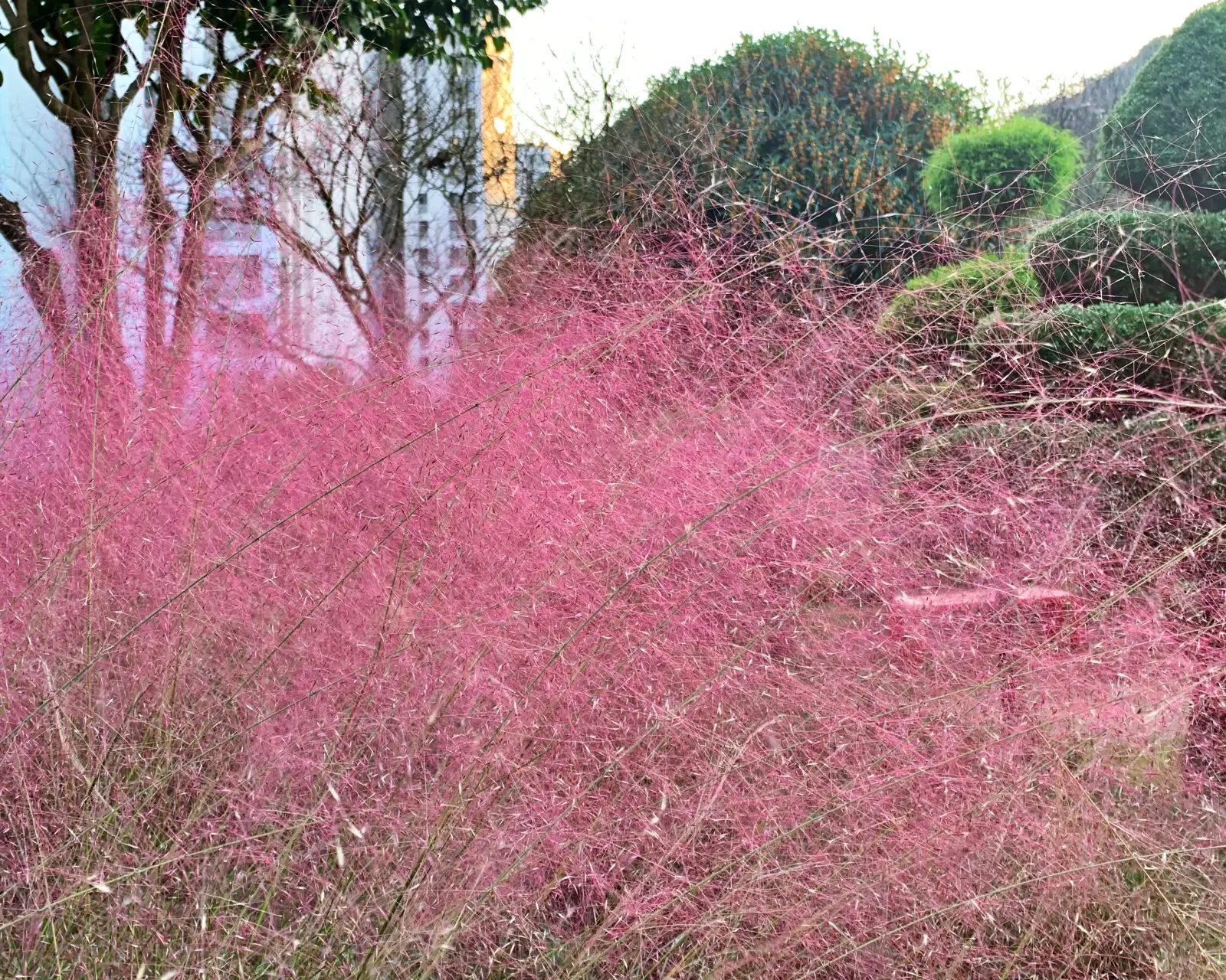 순천 애견동반 정원 카페 캐슬브릿지 정원에 핑크뮬리