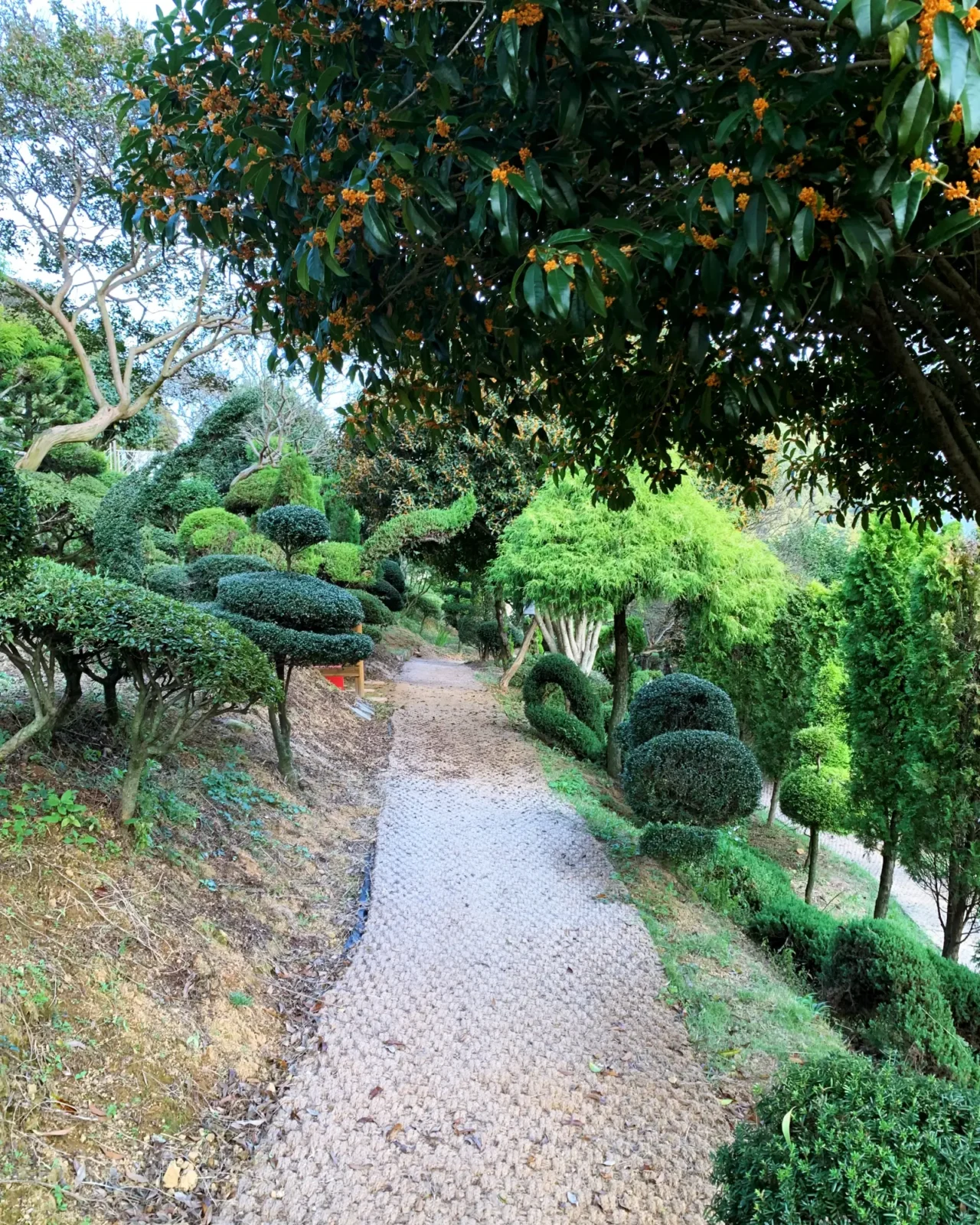 순천 애견동반 정원 카페 캐슬브릿지 정원 금목서 이미지